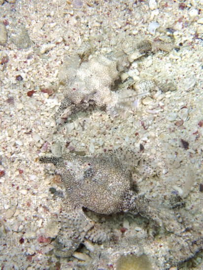Two perfectly camouflaged fish, dwarf winged horsefish (Eurypegasus draconis), on the sandy seabed, dive site House Reef, Mangrove Bay, El Quesir, Red Sea, Egypt