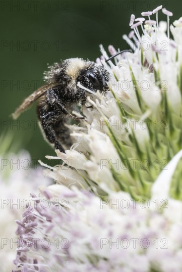 Shrill carder bee (Bombus sylvarum) on teasel (Dipsacus sylvestris), Emsland, Lower Saxony, Germany