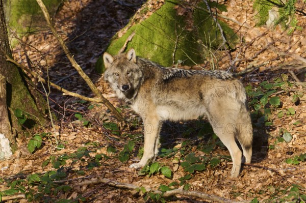 Close-up of a Eurasian wolf (Canis lupus lupus) in a forest in spring, Bavarian Forest National Park, Germany