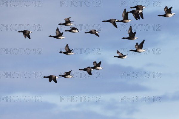 Brent Geese (Branta bernicla), flock or skien flying during migration in autumn, North Sea, Holy Island, Northumberland, England, United Kingdom
