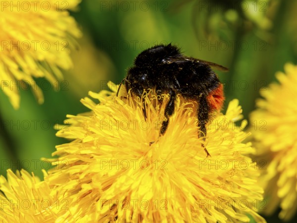 Field bumblebee (Bombus pascuorum) collects pollen in the flower of a dandelion (taraxacum), Bischofswiesen, Berchtesgadener Land, Bavaria, Germany