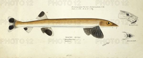 Sandfish, Gonorynchus gonorynchus, beaked salmon or beaked sandfish, fish, reproduction of an original, by Frank Edward Clarke (b. 1849, d. 1899), ichthyologist and scientific draughtsman