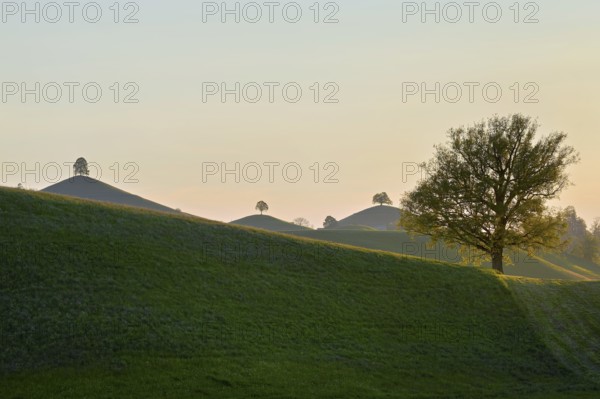 Moraine landscape at sunset, with lime trees (Tilia) on a hill, Hirzel, Canton Zurich, Switzerland