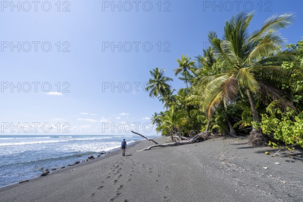 Young woman walking along a sandy beach, tropical rainforest with palm trees on the Pacific coast, Corcovado National Park, Osa Peninsula, Puntarena Province, Costa Rica