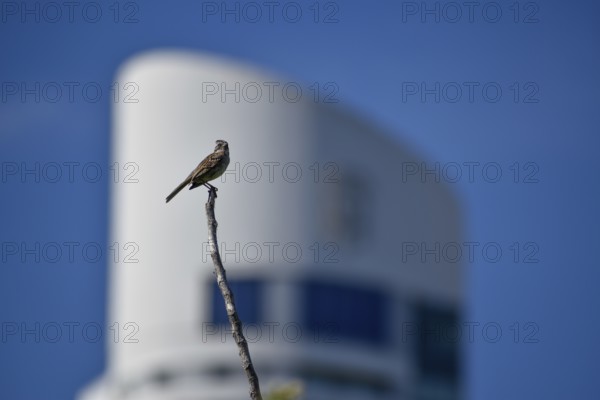 Rufous-collared sparrow (Zonotrichia capensis) in front of the Alvear Tower Puerto Madero, the tallest skyscraper in Argentina, Buenos Aires, Argentina