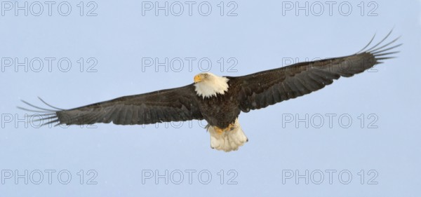 Bald Eagle (Haliaeetus leucocephalus), Alaska, USA