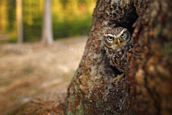 Little Owl, Athene noctua, in the nesting tree hole in the forest, central Europe. Portrait of small bird in the nature habitat, Czech Republic. Wildlife scene from dark forest