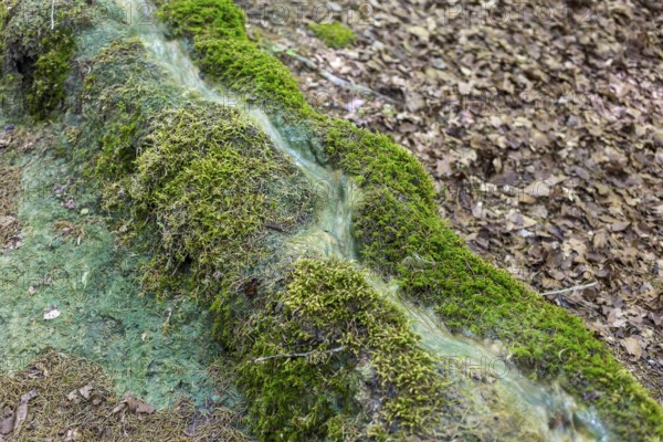 Natural phenomenon in the forest, stone channel of Roschlaub, Scheßlitz, Upper Franconia, Bavaria, Germany