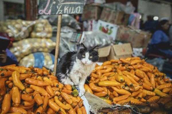 Cat sitting on Ají Amarillo, yellow chilli peppers (Capsicum) baccatum, Mercado Mayorista, Huancayo, Peru