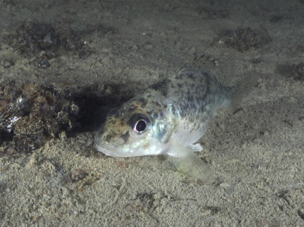 A speckled ruffe (Gymnocephalus cernua) lies focussed on the bottom, dive site Schoggiwand, Lake Zurich, Kilchberg, Zurich, Switzerland