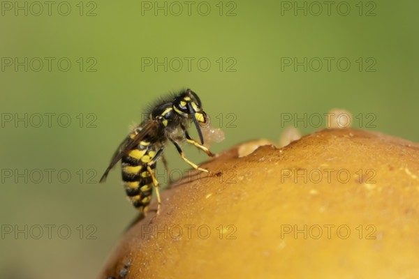 Common wasp (Vespula vulgaris) adult insect feeding on fallen fruit in a garden in summer, England, United Kingdom