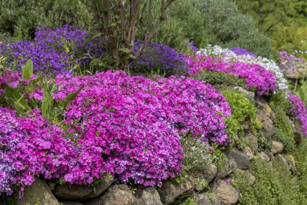 Cushion phlox (Phlox subulata), North Rhine-Westphalia, Germany