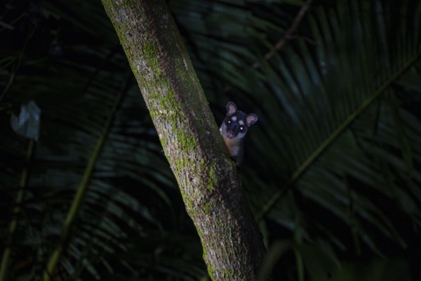 Curious Gray four-eyed opossum (Philander opossum) looking out from behind a tree, night shot, Tortuguero National Park, Costa Rica