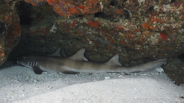 A shark, Brownbanded bamboo shark (Chiloscyllium punctatum), resting under a rock in an underwater cave on a sandy bottom, dive site SD, Nusa Ceningan, Nusa Penida, Bali, Indonesia