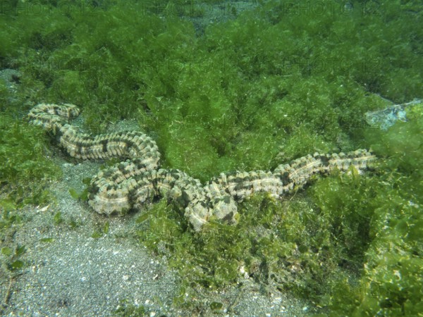 Feather mouth sea cucumber (Synapta maculata) in a dense, green algae landscape, dive site Secret Bay, Gilimanuk, Bali, Indonesia