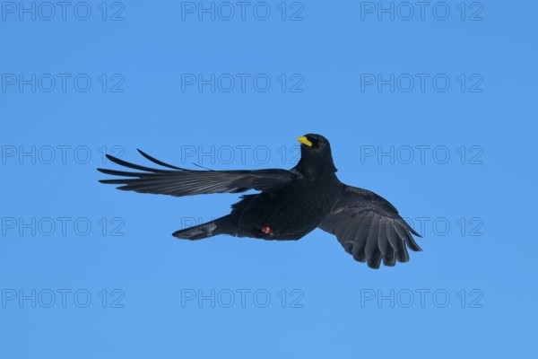 Alpine chough (Pyrrhocorax graculus), bird with outstretched wings in flight against blue sky, Gemmi Pass, Leukerbad, Leuk, Valais, Switzerland
