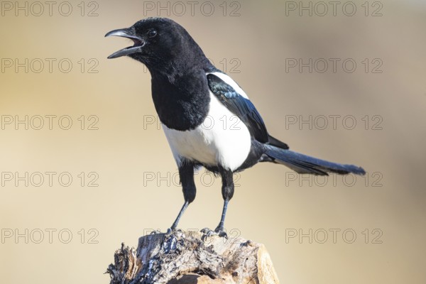 Magpie (Pica pica) Germany