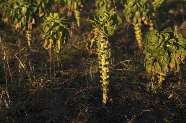 Agriculture cultivation of Brussels sprouts in a field, winter field, vegetables, agriculture, agribusiness, Fellbach, Baden-Württemberg, Germany
