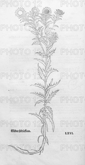 Golden thistle, common boar thistle, small weather thistle (Carlina vulgaris), woodcut by Leonhart Fuchs, from New Kreüterbuch, neues Kräuterbuch, Michael Isingrin, Basel, Switzerland, 1543