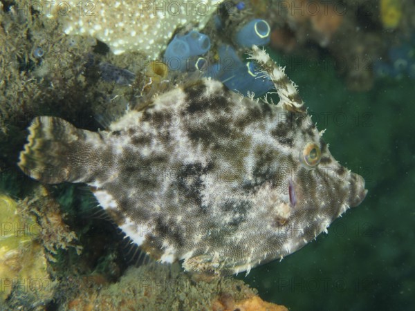 Seagrass filefish (Acreichthys tomentosus) with light and dark patterns near algae and sea squirts, dive site Secret Bay, Gilimanuk, Bali, Indonesia