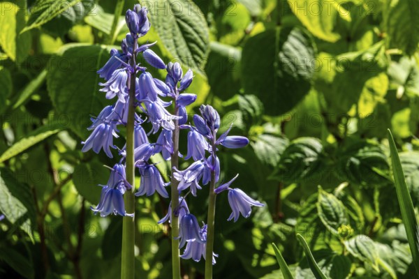 Bluebell (Hyacinthoides), blue flowering, Baden-Württemberg, Germany