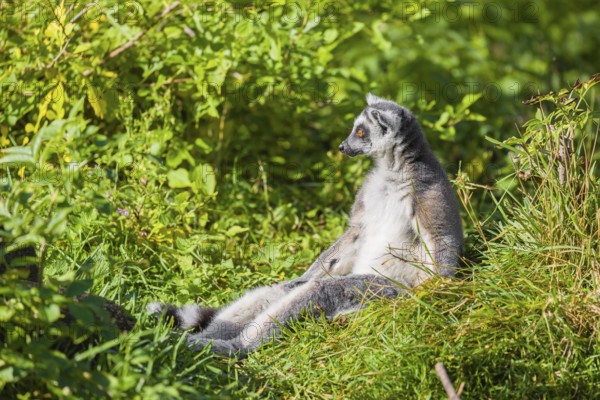 A ring-tailed lemur (Lemur catta) sits in the green tall grass enjoying the sun