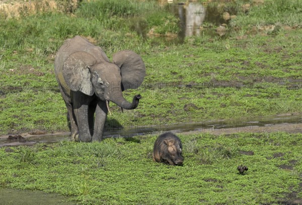 African forest elephant (Loxodonta cyclotis) and giant forest hog (Hylochoerus meinertzhageni) in the Dzanga Bai forest clearing, Dzanga-Ndoki National Park, Unesco World Heritage Site, Dzanga-Sangha Complex of Protected Areas (DSPAC), Sangha-Mbaéré Prefecture, Central African Republic