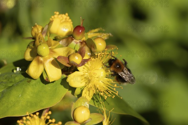 Buff tailed bumblebee (Bombus hortorum) adult bee feeding on a St.John's wort flower in an urban garden in summer, England, United Kingdom