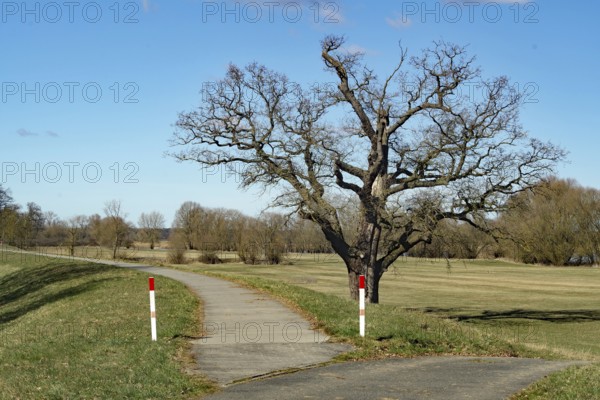 A lonely tree stands next to a rural footpath, surrounded by meadows and a blue sky, dyke, cycle path, Damnatz, Wendland, Lower Saxony, Germany
