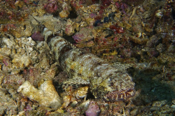 A well camouflaged gracile lizardfish (Saurida gracilis), bony fish, lying on a rocky seabed, merging with its surroundings, dive site SD, Nusa Ceningan, Nusa Penida, Bali, Indonesia