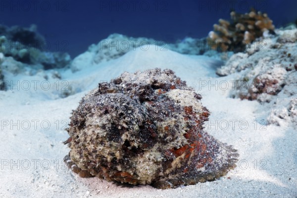 Reef stonefish (Synanceia verrucosa), from front, lying uncamouflaged, open, on sandy bottom, dangerous, poisonous, Great Barrier Reef, UNESCO World Heritage Site, Coral Sea, Coral Sea, Pacific Ocean, Cairns, Queensland, Australia