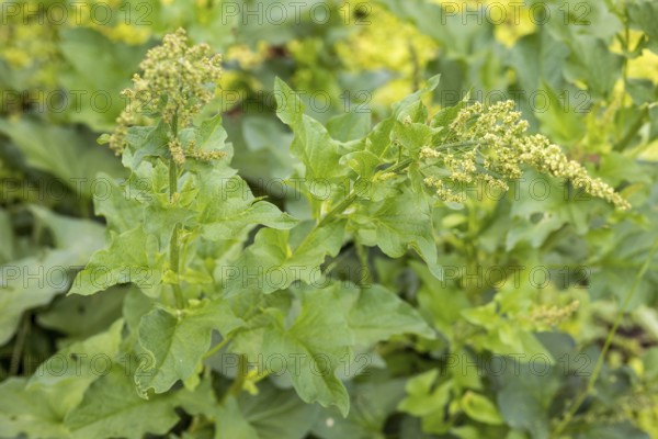 Good Henry (Blitum bonus-henricus) in the historic apothecary garden next to the ruins of the Heilig Kreuz monastery, Meissen, Saxony, Germany