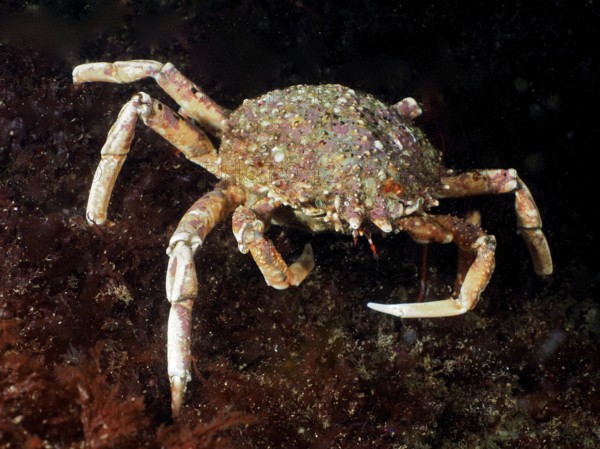 A spider crab (Maja squinado) moves on the seabed, surrounded by algae. Dive site Maharees Islands, Castlegregory, Co. Kerry, Irish Sea, North Atlantic, Ireland