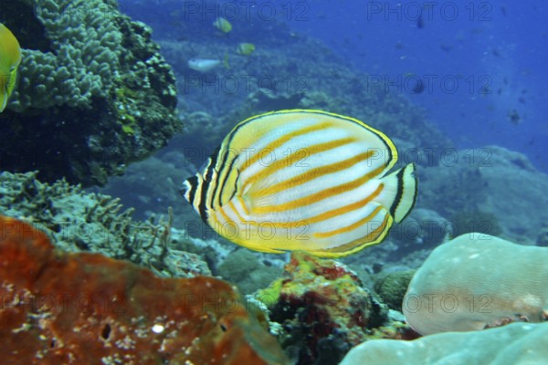 A bright yellow and white striped orange Banded butterflyfish (Chaetodon ornatissimus) in the coral reef, dive site SD, Nusa Ceningan, Nusa Penida, Bali, Indonesia