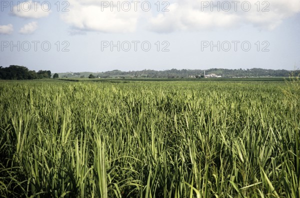 Flat fields of a sugar plantation with distant factory, Jamaica, West Indies 1970