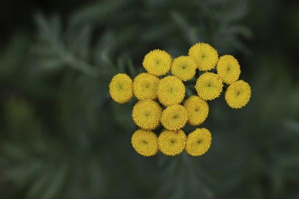 Tansy or worm fern (Tanecetum vulgare), inflorescence, medicinal plant, Wilnsdorf, North Rhine-Westphalia, Germany