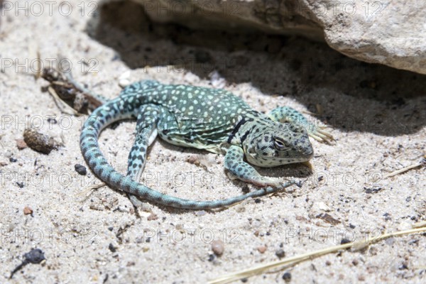 Collared iguana (Crotaphytus collaris), captive, Germany
