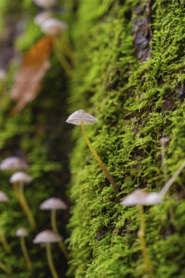 Single mushroom growing from dense green moss on a tree stump, Monbachtal, Bad Liebenzell, district of Calw, Black Forest, Germany