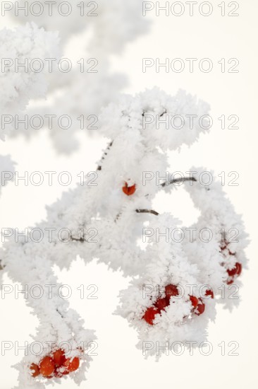 Guelder rose (Viburnum opulus), Schlitters, Tyrol, Austria