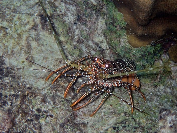 Guinea chick crayfish (Panulirus guttatus) crawls over a rock in the sea, in its natural environment. Dive site John Pennekamp Coral Reef State Park, Key Largo, Florida Keys, Florida, USA