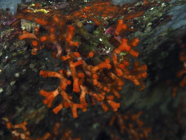Close-up view of bright red stunted corals (Myriapora truncata) in an underwater world, dive site L'anse aux blés, Giens peninsula, Provence Alpes Côte d'Azur, France