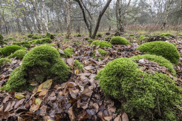 Mound of marsh peat moss (Sphagnum palustre) in a birch quarry, Emsland, Lower Saxony, Germany