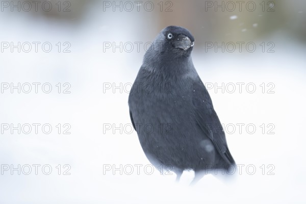 Jackdaw (Corvus monedula) adult bird in a snow covered garden in winter, England, United Kingdom