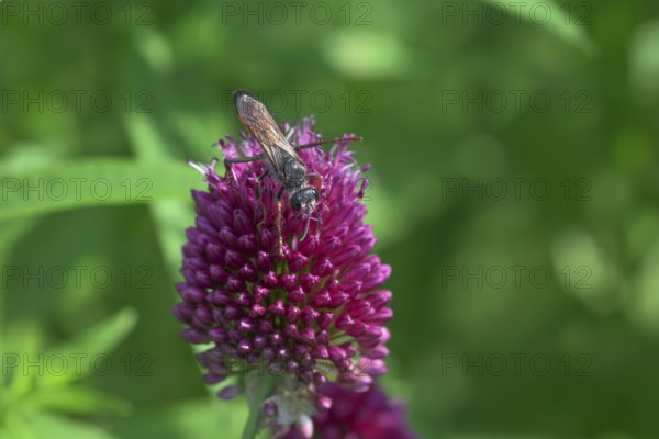 Round-headed leek (Allium sphaerocephalon) with grasshopper wasp (Sphex funerarius), Germany