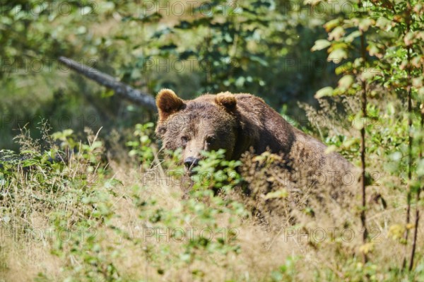 Eurasian Brown Bear (Ursus arctos arctos), looking through bushes, Bavarian Forest National Park, Bavaria, Germany