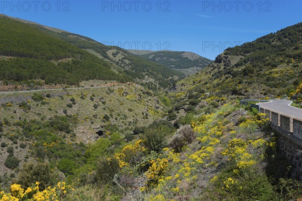 Road winds through a mountainous landscape full of blooming yellow flowers, AL-5402, north of Bayárcal, Bayarcal, Almería province, Almeria, Andalusia, Spain