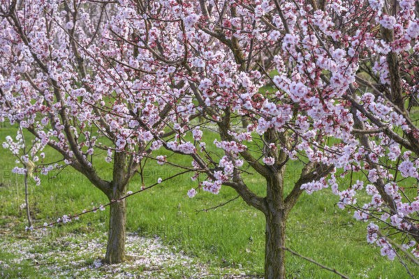 Peach trees in bloom, Paudorf, Lower Austria, Austria