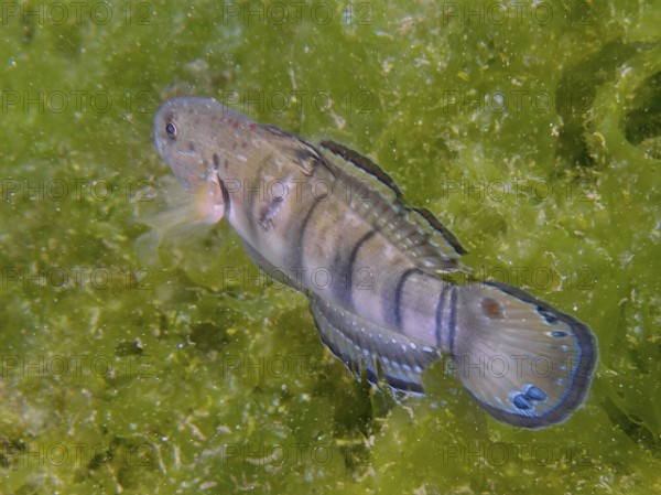 A striped dredge goby (Amblygobius phalaena) moves across a green algae surface, dive site Secret Bay, Gilimanuk, Bali, Indonesia
