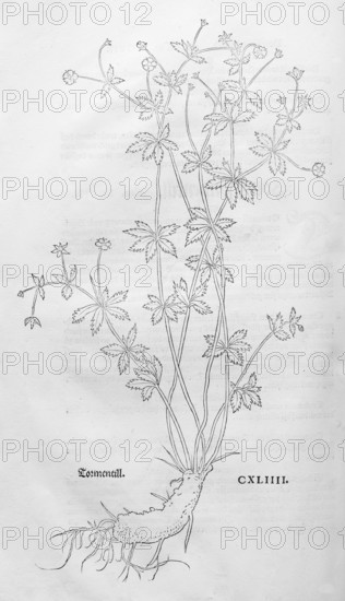 Erect cinquefoil, tormentil (Potentilla erecta), woodcut by Leonhart Fuchs, from New Kreüterbuch, neues Kräuterbuch, Michael Isingrin, Basel, Switzerland, 1543