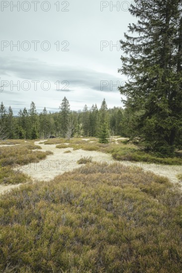 Schachten am Enzian, Gentiana bavarica Forest, Bavaria, Germany